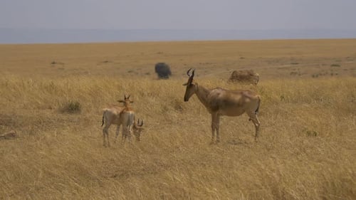Adult and young Coke's hartebeest in Masai Mara