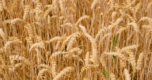 A Field of Ripe Wheat Ready for Harvest Ripples in the Wind Closeup
