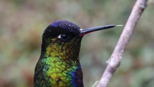 Costa Rica Kolibri, feuriger Kehlkolibri (panterpe insignis) Vogel Nahaufnahme Porträt Makro