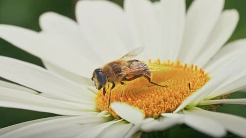 a Bee Collects Nectar on a Camomile
