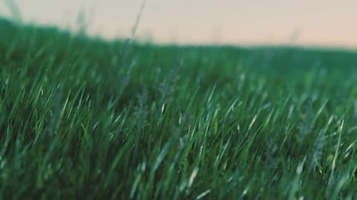 Nahaufnahme von frischem, dichtem Gras am frühen Morgen