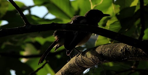 Small Bird Preening on Tree Branch in Forest