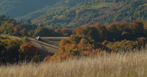 Mountain Meadow
