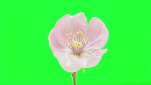 Pink Blossom Blooming Time Lapse on Green Screen