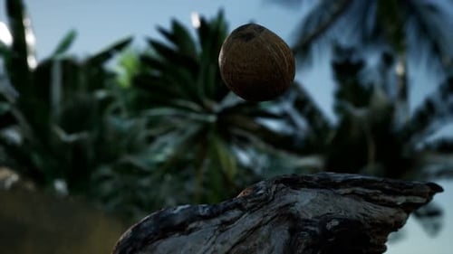 Tropical Island Coconut Floating in Jungle Scene
