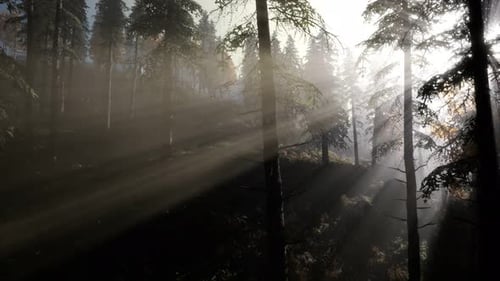Calm Moody Forest in Misty Fog in the Morning