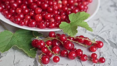 Close Up of Red Currants on Plate