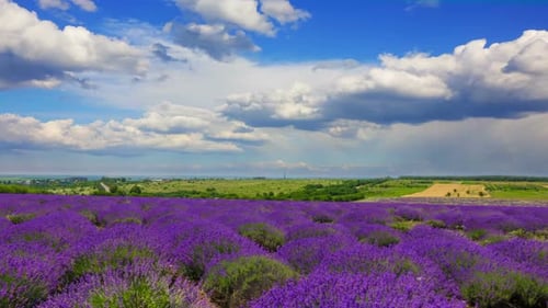 Fluffy Clouds Over A Field Of Lavender