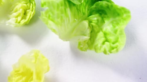 Close-up of lettuce