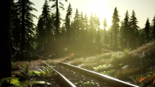 Scenic Train Tracks Through Sunlit Forest Landscape
