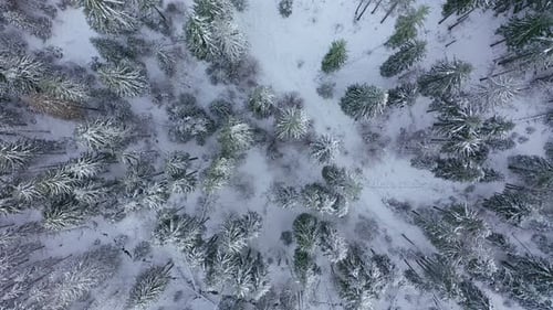 Flight Over the Winter Snow-covered Forest. Winter Forest As Background
