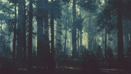 Black Tree Trunk in a Dark Pine Tree Forest