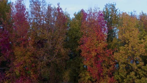Herbstlicher Wald
