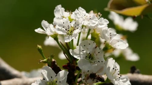Weiße Blume