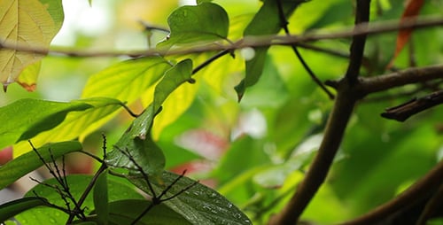 Lush Green Leaves with Water Droplets