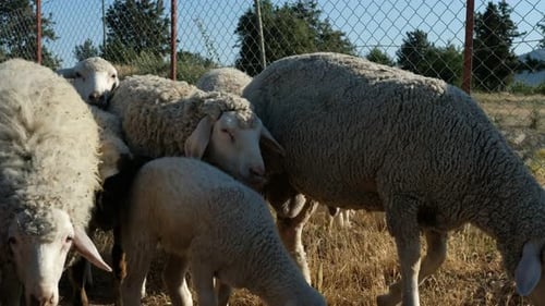 Shepman trägt Schaf