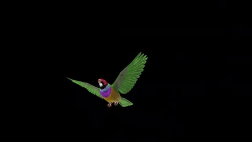 Oiseau pinson arc-en-ciel - Survol de l'écran - II - Canal Alpha
