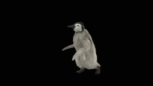 Adorable Baby Penguin Chick Wobbling Loop Animation