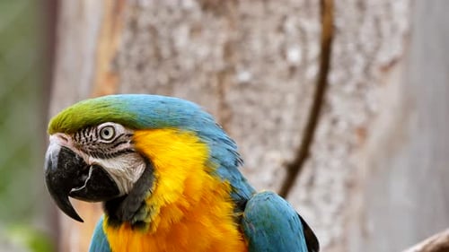 Close up shot of pretty Ara Macaw parrot looking around in rainforest,Brazil