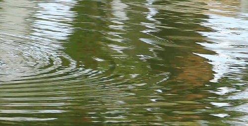 Rippling Water Surface Reflecting Natural Light