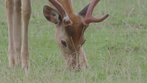 Deer Grazing Peacefully in a Green Meadow