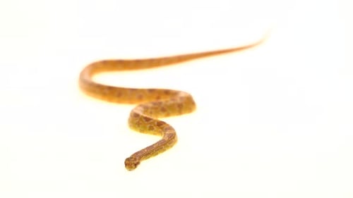 Tiger Python Molurus Bivittatus Morph Albine Burmesisch auf weißem Hintergrund
