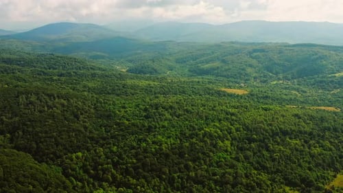 Lush Green Forest Landscape Aerial View