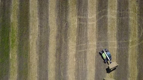 Traktor entleert frischen Weizen