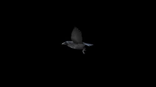 Realistic Flying Crow Animation for Compositing