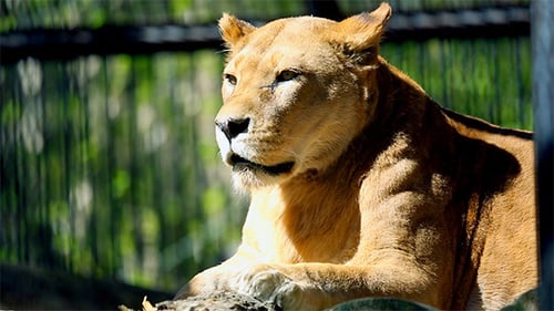 Lioness