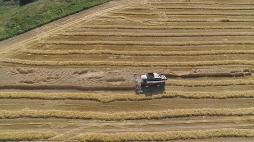 Combine Harvester on Wheat Field