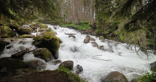 Rio de montanha na floresta em câmera lenta