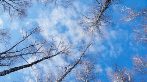 Trees Reaching to the Blue Sky Above