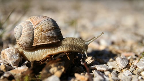 Alte europäische Schnecke