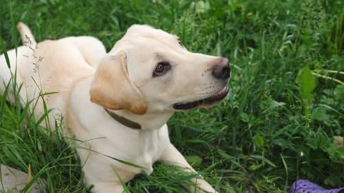 Dog Resting in Green Grass Looking Up