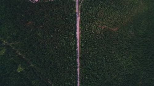 AERIAL Dark Colored Car Driving Down an Asphalt Road Crossing the Vast Forest on a Sunny Summer Day