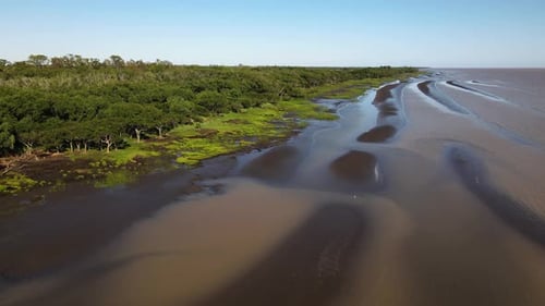 Scenic Aerial View of Forest Meeting the Beach