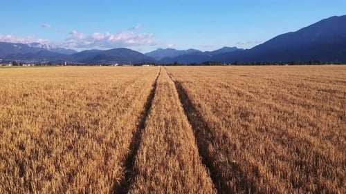 Wheat field in the summer