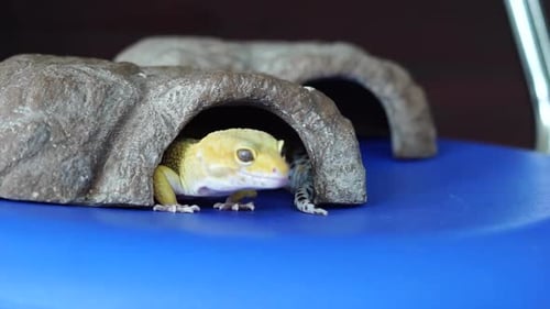 Leopard Gecko Resting in its Cave