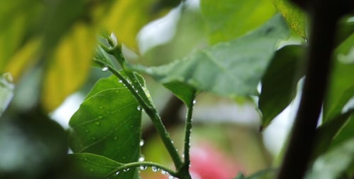 Rain Drops on Lush Green Leaves