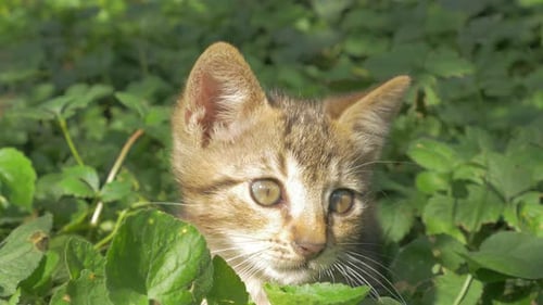 Kitten in the grass resting and enjoying sun outdoor 4K 2160p UHD video - Cat in the garden laying