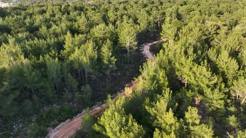 Road in the forest high in the mountains
