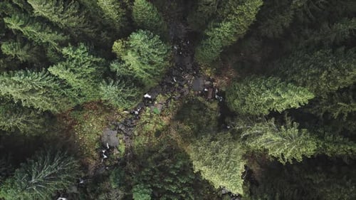 Top Down Aerial Mountain River at Green Fir Tree