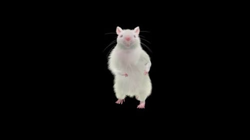 Cute White Rat Standing and Walking Animation