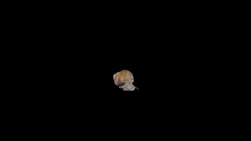 Snail Crawling on Black Background