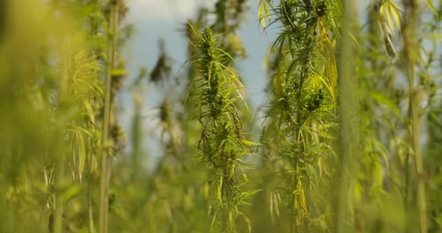 Lush Cannabis Plants Swaying in Daytime Breeze