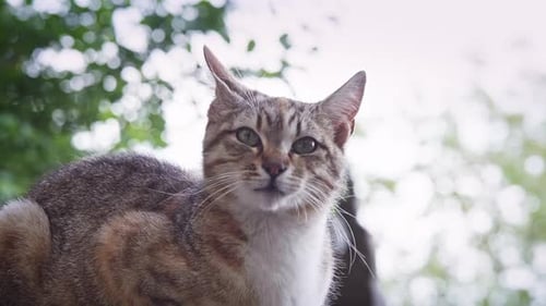 Cute Tabby Cat Relaxing Outdoors in Nature