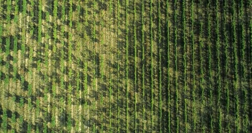 Vista aérea volando por encima de un viñedo verde maduro rural. Overhead, Establisher Bird's Eye. Viaje italiano