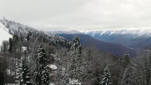 Aerial View of a Beautiful Winter Landscape with Snowy Green Coniferous Forest