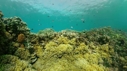 Korallenriff und tropische Fische